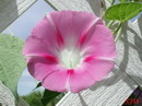 Purple Morning Glory
